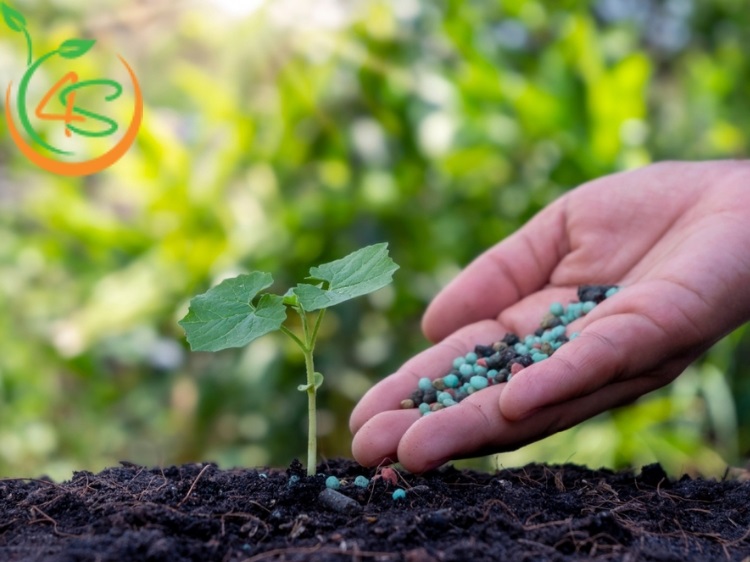 phân bón cây ăn quả