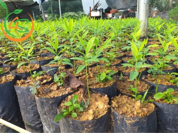 Top 6 Loại Phân Bón Cây Ăn Quả Tốt Nhất Bà Con Nên Biết 7 phân bón cây ăn quả