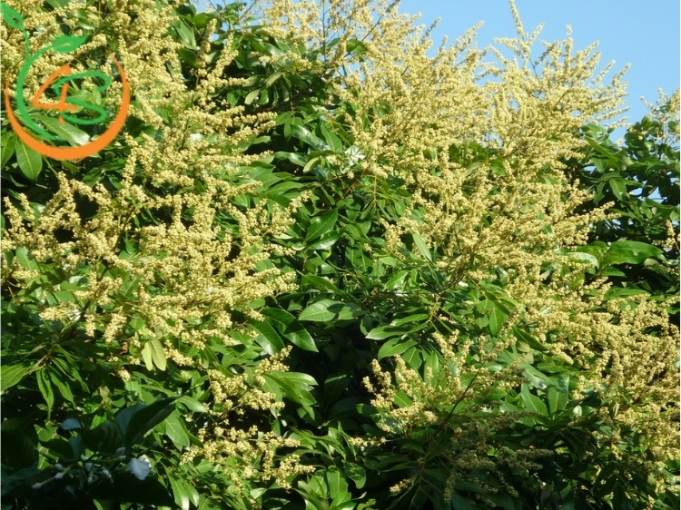 Top 6 Loại Phân Bón Cây Ăn Quả Tốt Nhất Bà Con Nên Biết 8 phân bón cây ăn quả