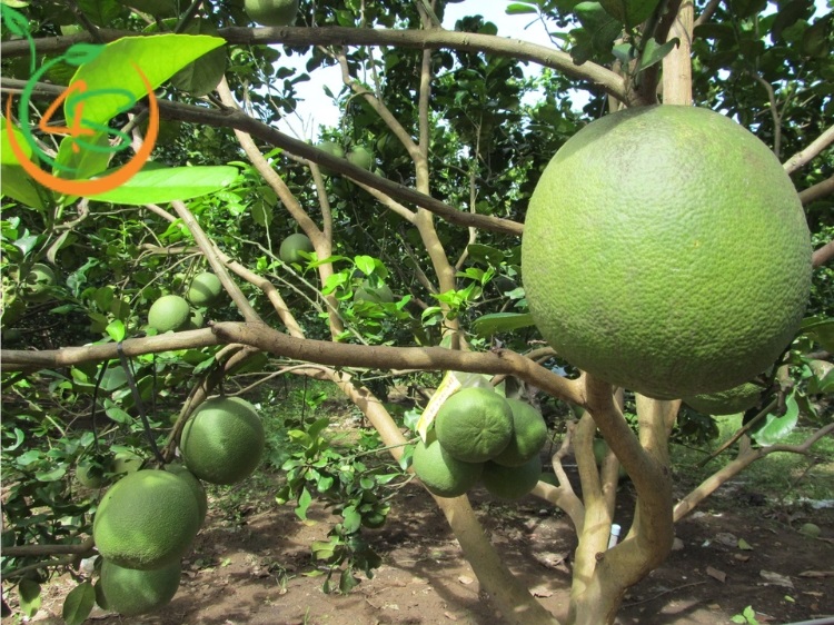 Top 6 Loại Phân Bón Cây Ăn Quả Tốt Nhất Bà Con Nên Biết 9 phân bón cây ăn quả