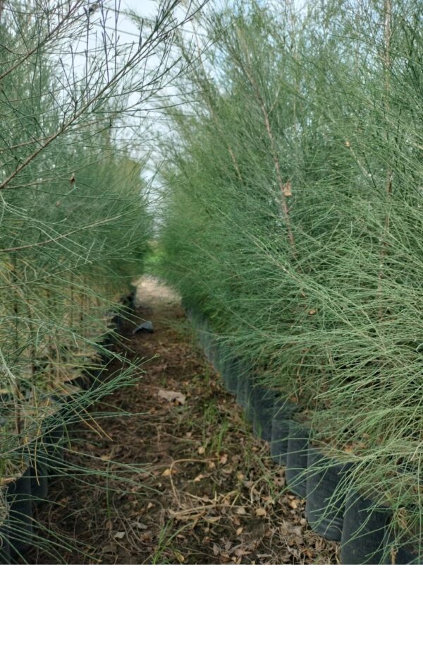 Cây Phi Lao 9 giá cây phi lao cảnh