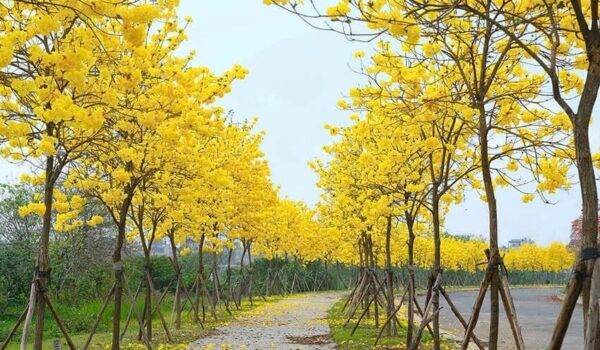 Cây Phong Linh 10 cây phong linh vàng