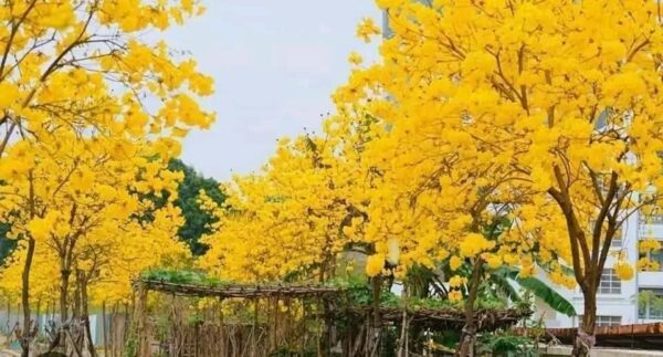 Cây Phong Linh 8 cây phong linh hoa vàng