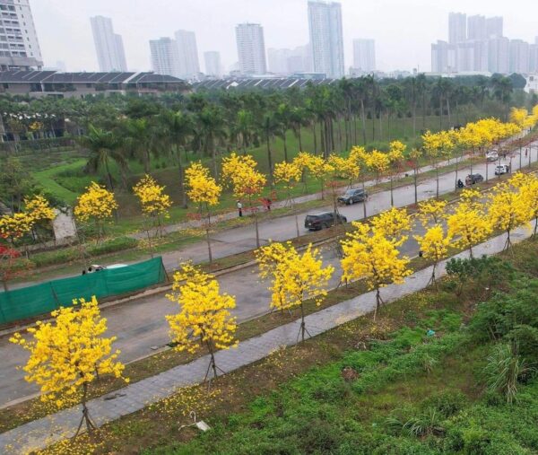 Cây Phong Linh 9 Cây phong linh