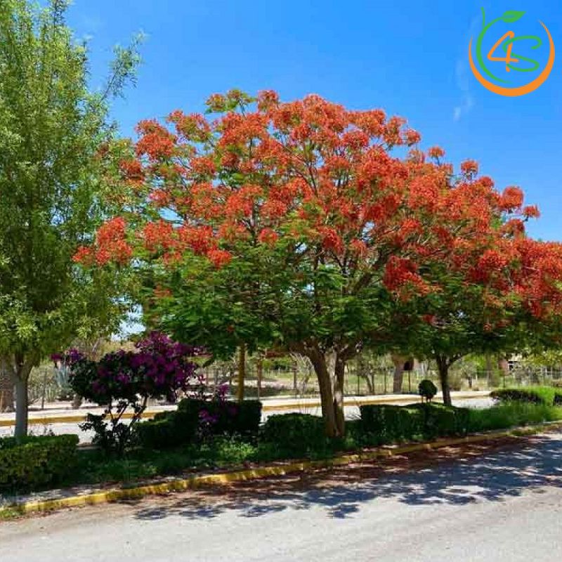 Cây phượng vĩ công trình (phượng đỏ) 10 Cây phượng vĩ tại công viên