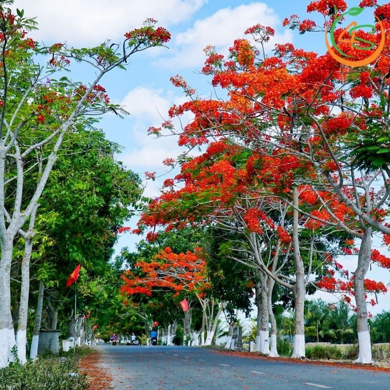 Cây phượng vĩ công trình (phượng đỏ) 11 Những hàng cây phượng đỏ rực lửa