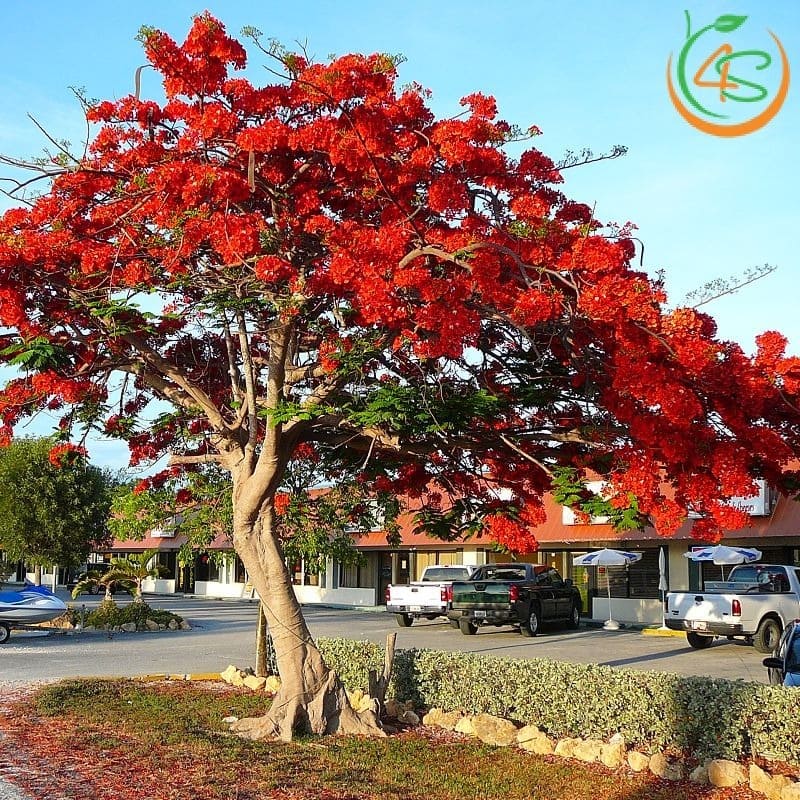 Cây phượng vĩ công trình (phượng đỏ) 12 đặc điểm của cây phượng