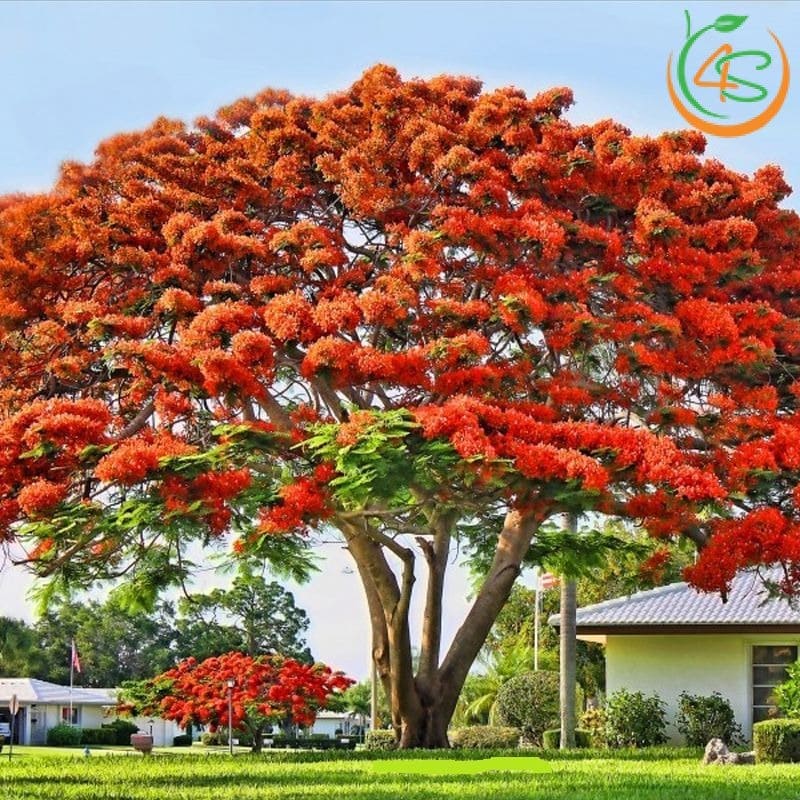 Cây phượng vĩ công trình (phượng đỏ) 13 đặc điểm cây phượng