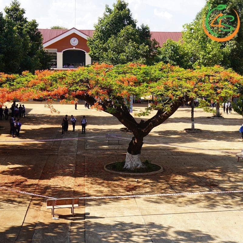 Cây phượng vĩ công trình (phượng đỏ) 14 giá cây phượng vĩ