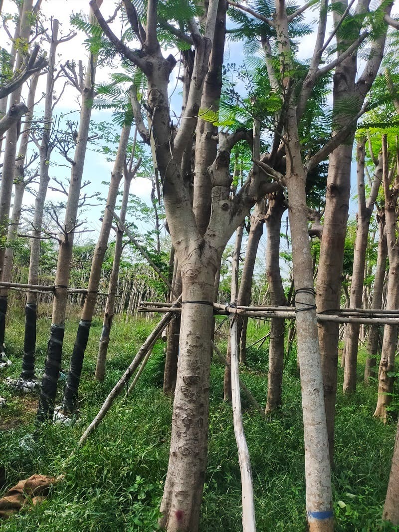 Cây phượng vĩ công trình (phượng đỏ) 16 cây hoa phượng vĩ