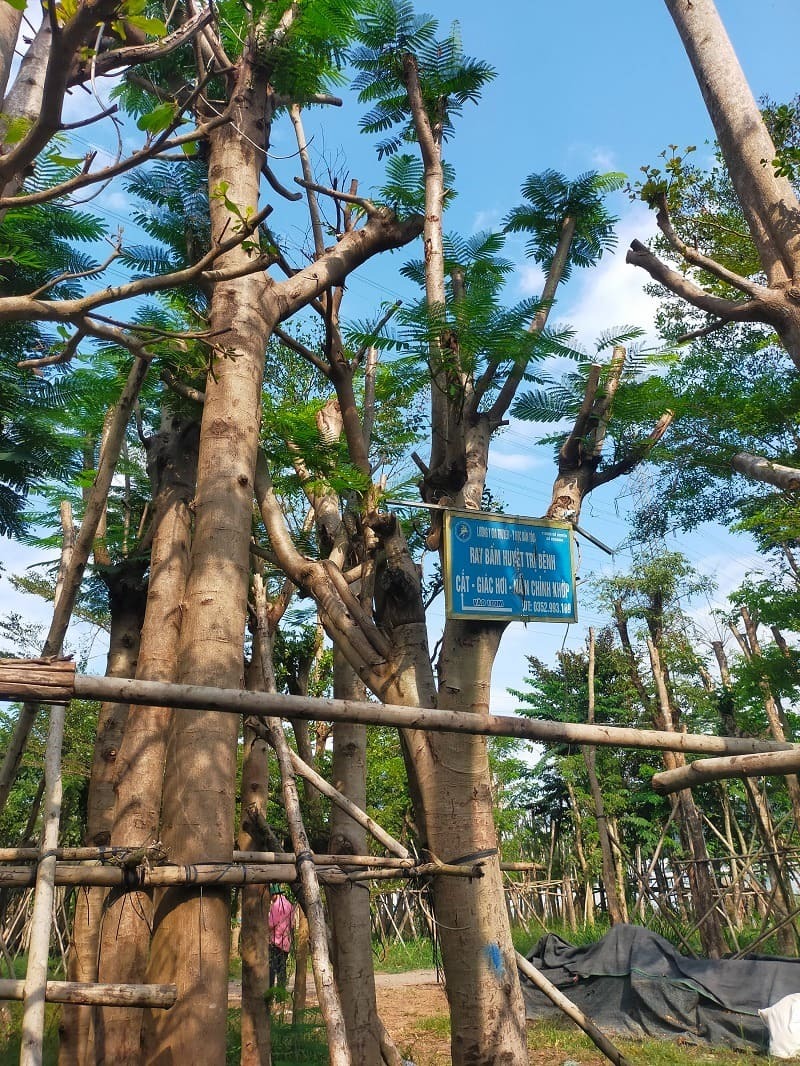 Cây phượng vĩ công trình (phượng đỏ) 17 ảnh cây phượng vĩ công trình tại vườn ươm 4S