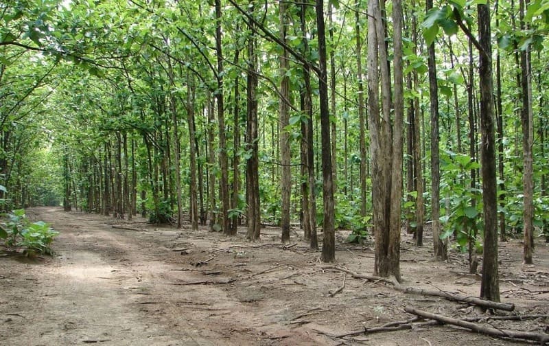 Cây Giá Tỵ (gỗ tếch) 8 Rừng cây giá tị