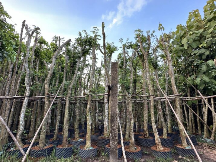 Cây sưa đỏ công trình 15 Cây sưa đỏ tại vườn ươm