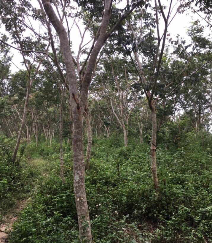 Cây sưa đỏ công trình 16 giá cây sưa đỏ