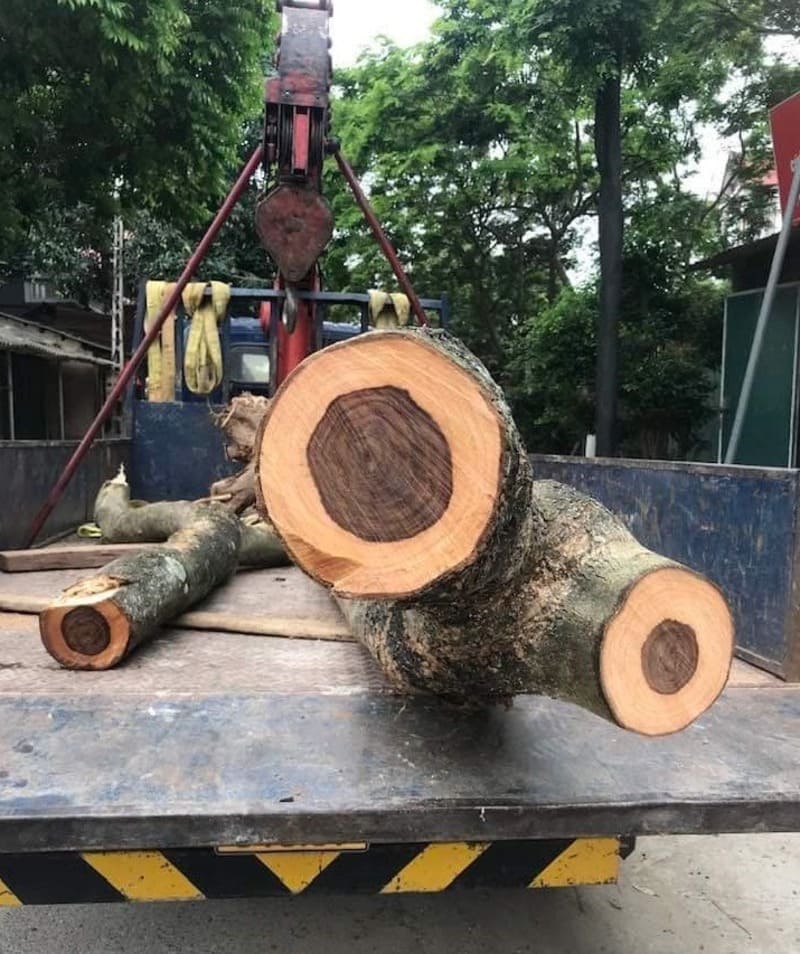 Cây sưa đỏ công trình 13 giá cây sưa đỏ 5 năm tuổi