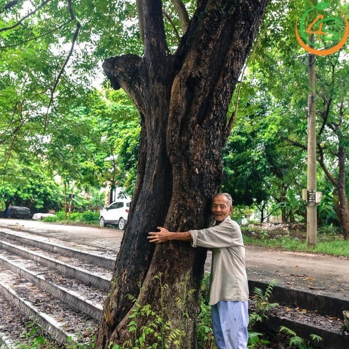 Cây sưa đỏ công trình 10 Những cây Sưa Đỏ trồng tại công viên