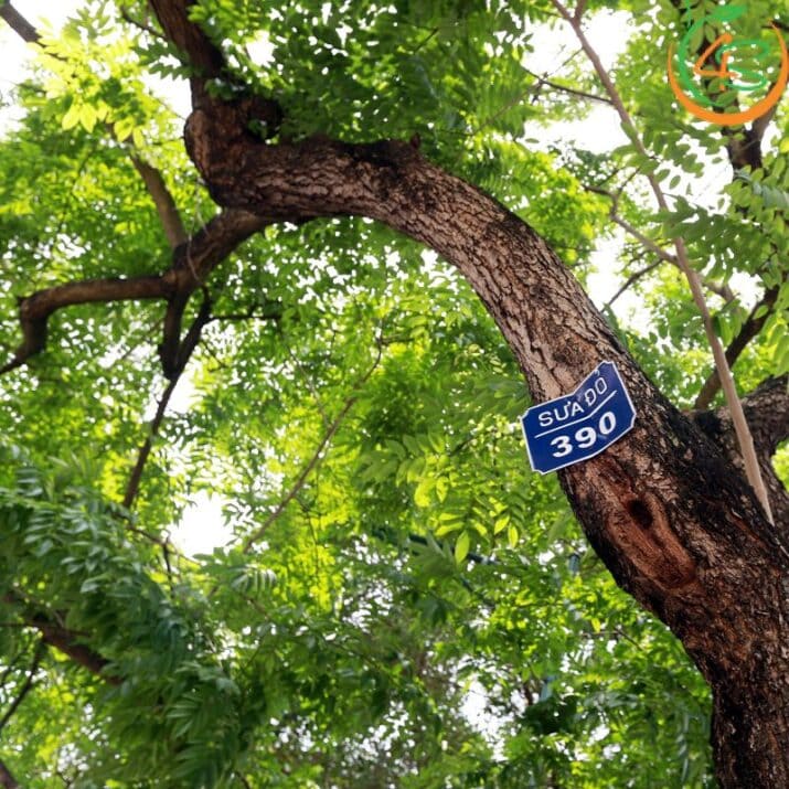 Cây sưa đỏ công trình 11 Cây Sưa Đỏ trồng tại các khu dân cư