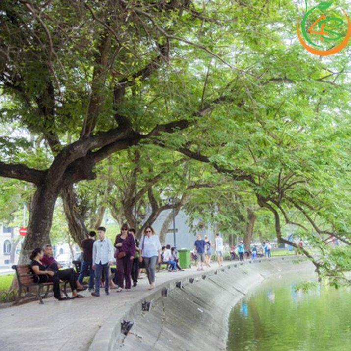 Cây sưa đỏ công trình 12 cây gỗ sưa đỏ