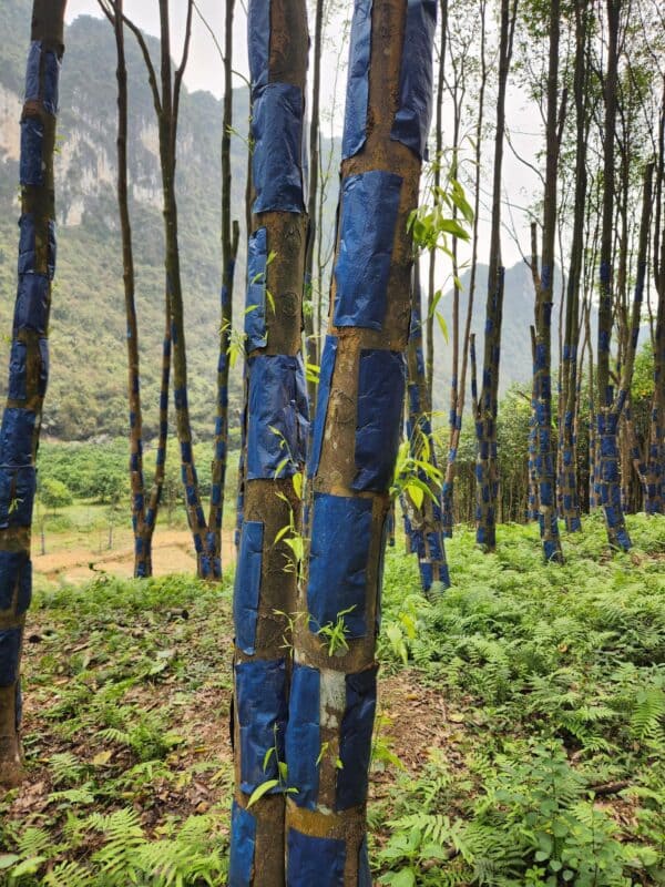 Cây Trầm Hương (dó bầu) 11 Tạo trầm bằng phương pháp hoá học