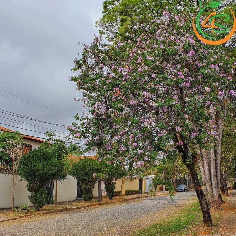 Cây Móng Bò Tím Công Trình (Cây Hoa Ban Tím) 9 Hình ảnh Móng Bò công trình