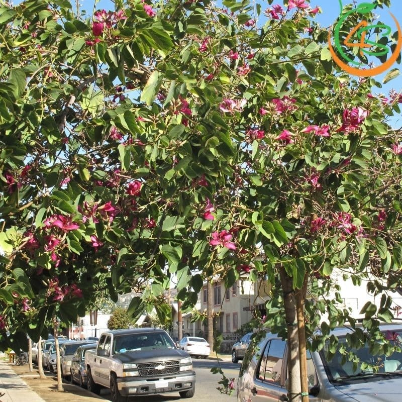 Cây Móng Bò Tím Công Trình (Cây Hoa Ban Tím) 10 Hình ảnh cây Hoa ban tím