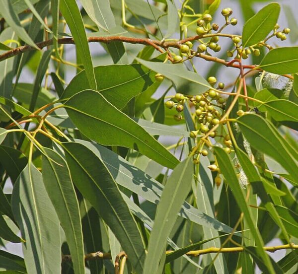 Cây Bạch Đàn 12 giống cây bạch đàn trắng