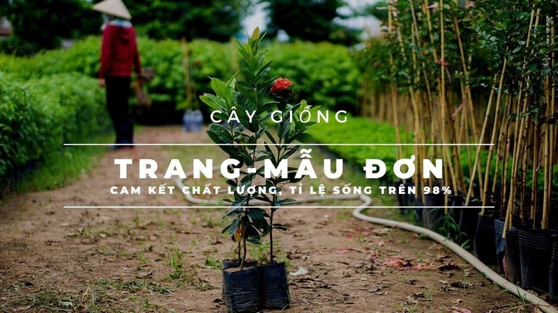 Cây Trang Đỏ 10 Cây trang đỏ giống giá tốt