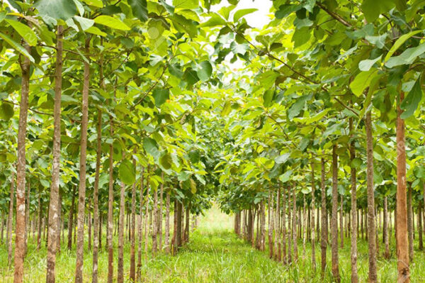 Cây Giá Tỵ (gỗ tếch) 11 trong cay gia ty e1699779673431