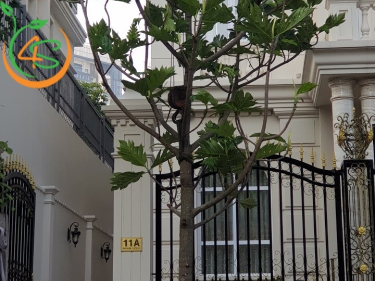 trồng cây sa kê trước nhà có tốt không