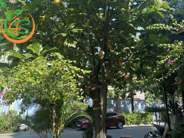 Trồng Cây Sa Kê Trước Nhà Có Tốt Không? Những Điều Cần Lưu Ý 2 trồng cây sa kê trước nhà có tốt không