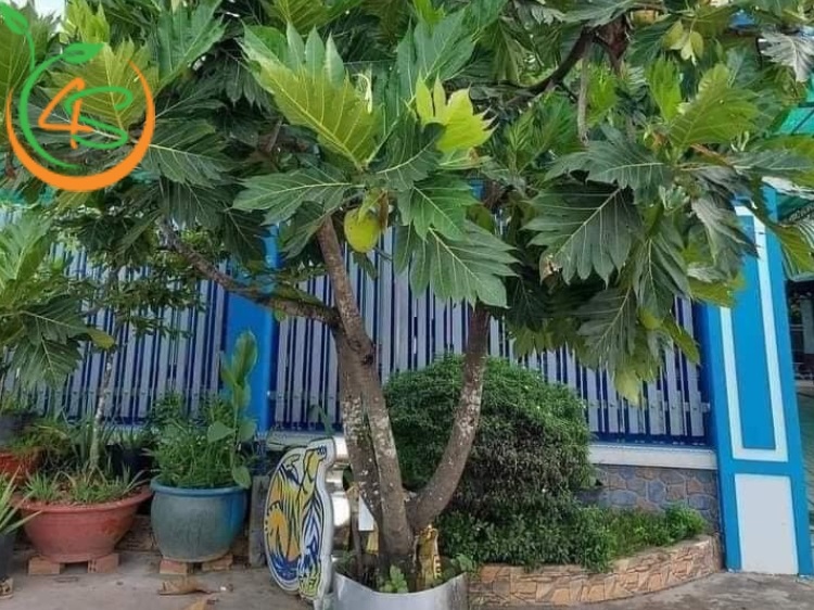 Trồng Cây Sa Kê Trước Nhà Có Tốt Không? Những Điều Cần Lưu Ý 3 trồng cây sa kê trước nhà có tốt không