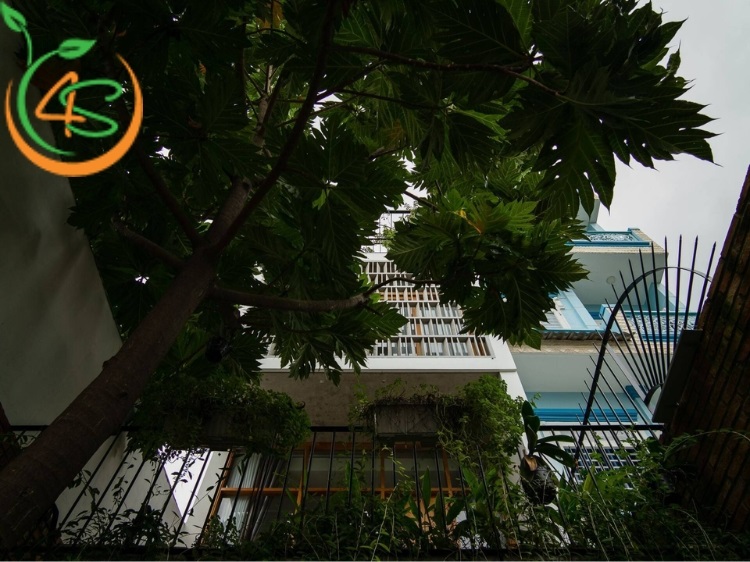 Trồng Cây Sa Kê Trước Nhà Có Tốt Không? Những Điều Cần Lưu Ý 5 trồng cây sa kê trước nhà có tốt không