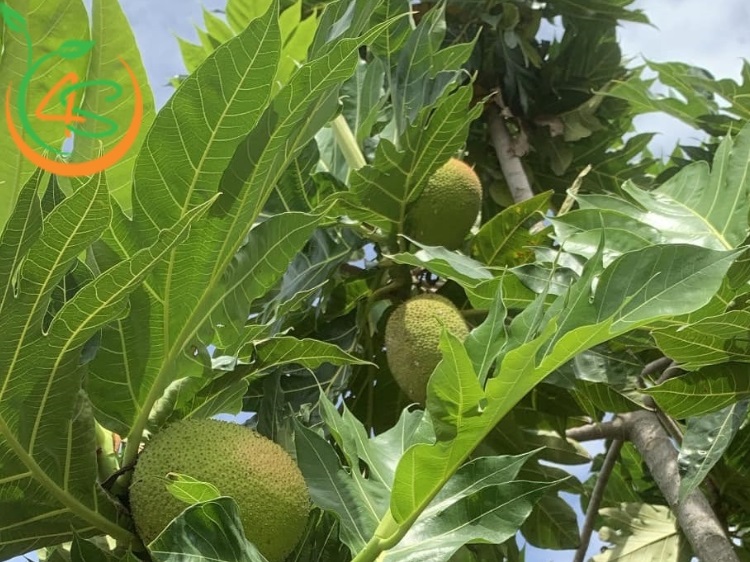 Trồng Cây Sa Kê Trước Nhà Có Tốt Không? Những Điều Cần Lưu Ý 4 trồng cây sa kê trước nhà có tốt không