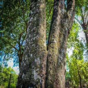 Trong-rung-cay-gi-hieu-qua-cay-tram-huong