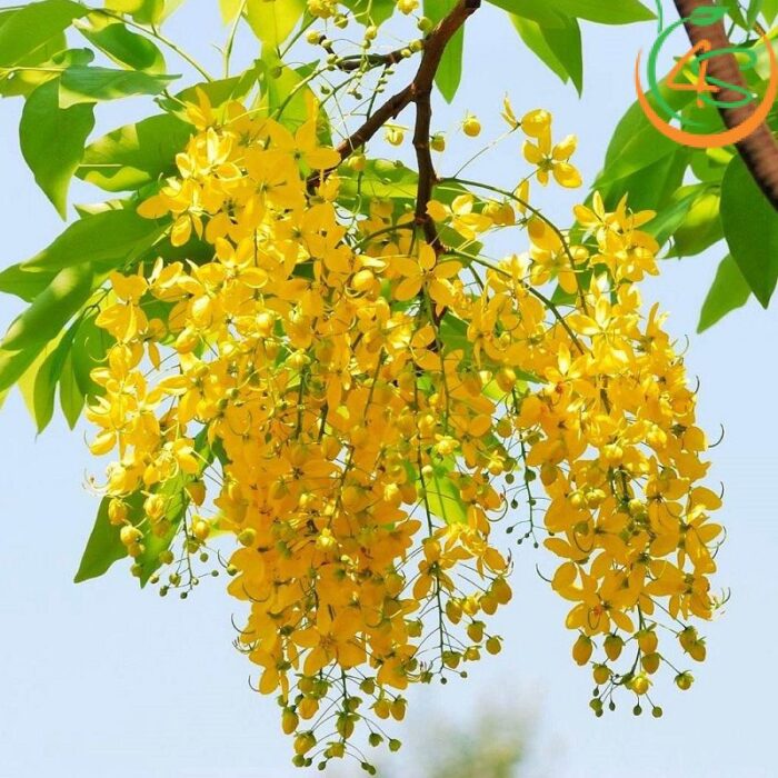 Cây Osaka hoa vàng công trình (muồng hoàng yến) 14 cây osaka hoa vàng