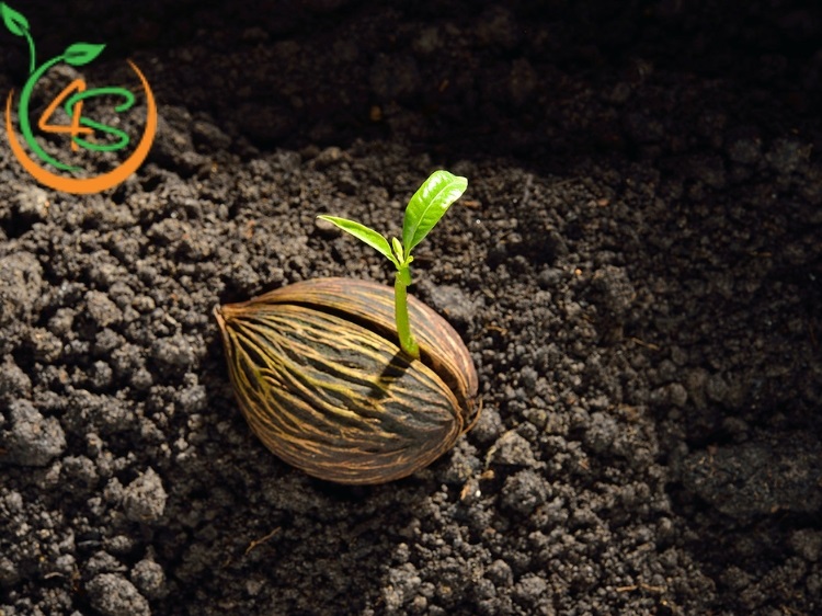 ưu điểm của nhân giống bằng hạt