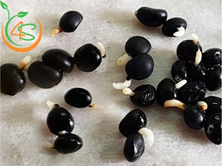 Nhược Điểm Và Ưu Điểm Của Nhân Giống Bằng Hạt Bạn Nên Biết 3 ưu điểm của nhân giống bằng hạt