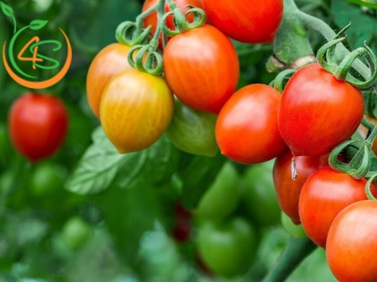 Nhược Điểm Và Ưu Điểm Của Nhân Giống Bằng Hạt Bạn Nên Biết 4 ưu điểm của nhân giống bằng hạt