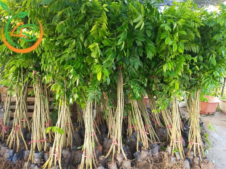 Nhược Điểm Và Ưu Điểm Của Nhân Giống Bằng Hạt Bạn Nên Biết 5 ưu điểm của nhân giống bằng hạt