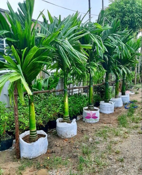 Cây Cau Lùn 5 Cây cau lùn giống