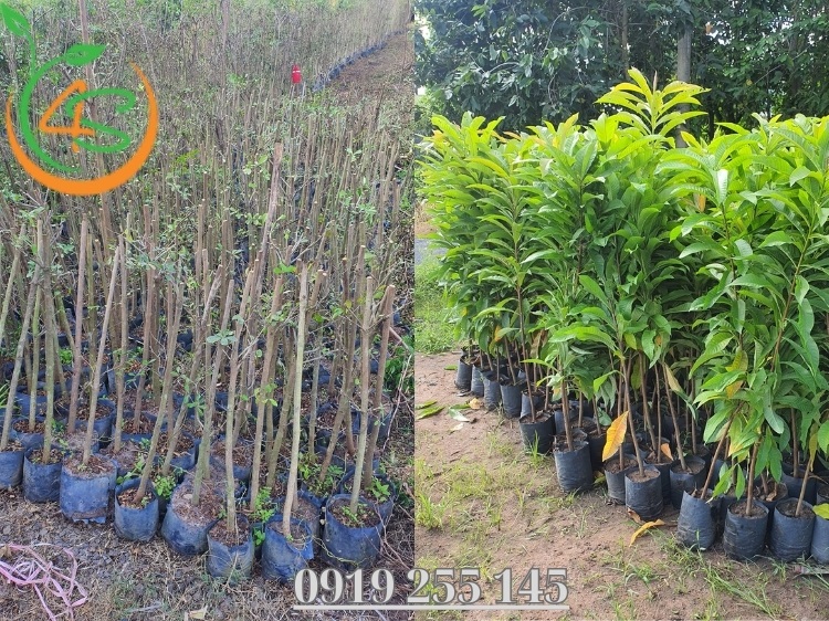 Vườn Ươm Cây Giống: Bí Quyết Lựa Chọn Vườn Ươm Uy Tín 2 vườn ươm cây giống