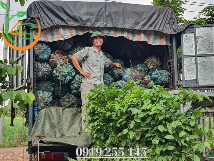 Vườn Ươm Cây Giống: Bí Quyết Lựa Chọn Vườn Ươm Uy Tín 4 vườn ươm cây giống