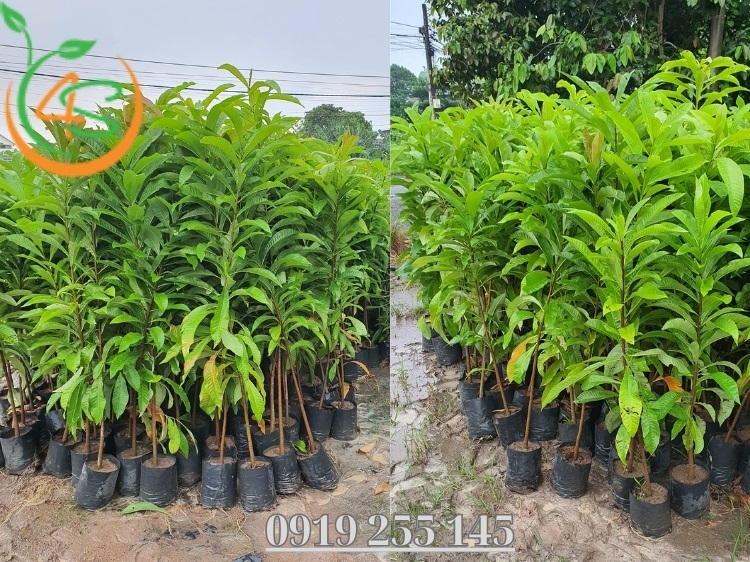 Vườn Ươm Cây Giống: Bí Quyết Lựa Chọn Vườn Ươm Uy Tín 3 vườn ươm cây giống