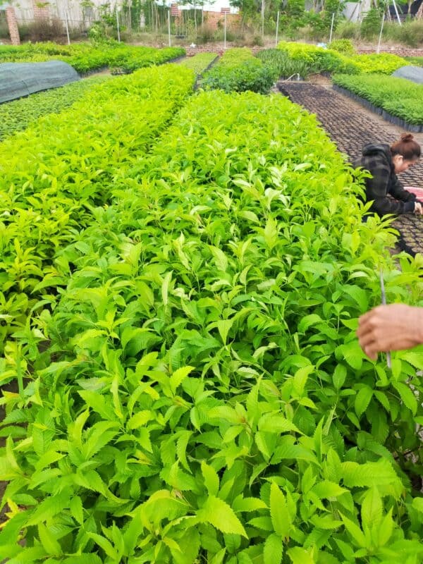 Cây Hoàng Yến 11 Vườn ươm Cây Hoàng Yến