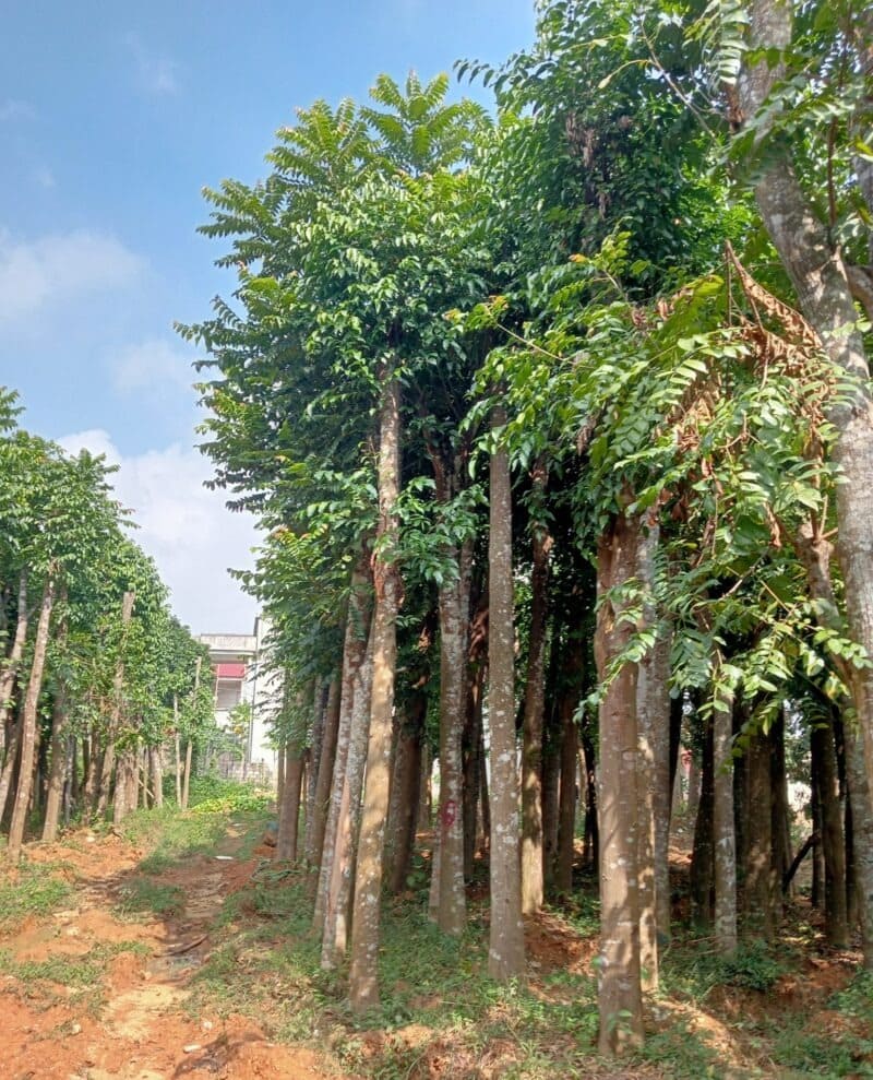 Cây xà cừ công trình 12 Cây xà cừ