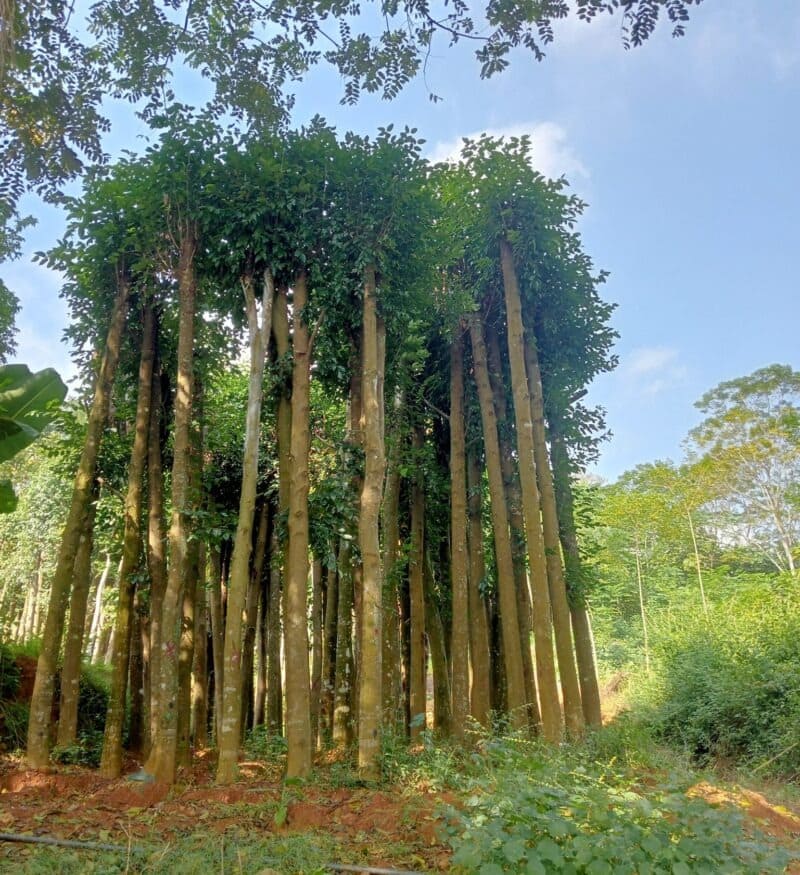 Cây xà cừ công trình 13 Cây Xà Cừ tại vườn ươm