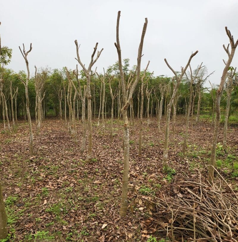 Cây xà cừ công trình 14 cây sọ khỉ công trình tại vườn ươm