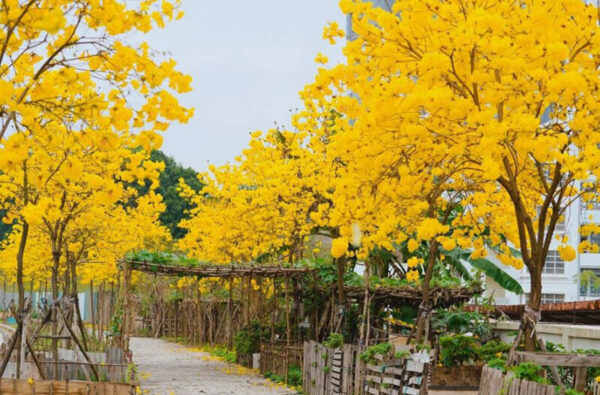 Cây Chuông Vàng (huỳnh liên) 11 Cây chuông vàng hoa đẹp rực rỡ - Cây giống 4S