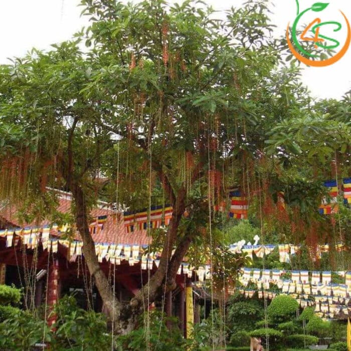 Cây lộc vừng công trình 15 Hướng dẫn các bước trồng cây lộc vừng công trình