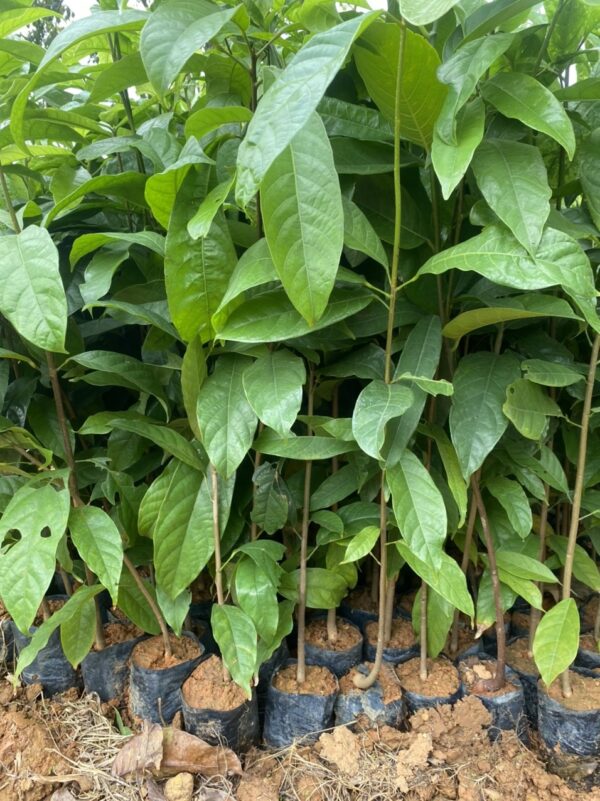 Cây Sang 15 z4161992421640 ea16849c5e78962329681081b1d8e0e7 e1703592513297